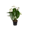 ANTHURIUM ALASKA P17 PREMIUM