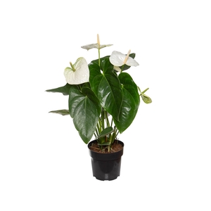 ANTHURIUM ALASKA P17