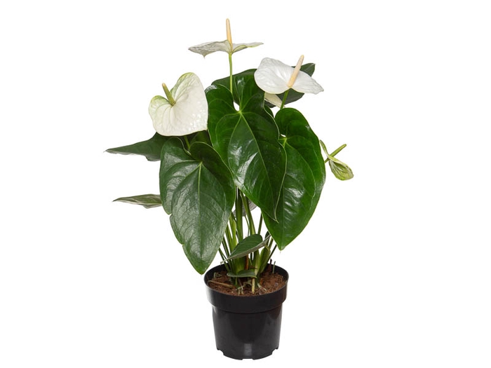 <h4>ANTHURIUM ALASKA P17 PREMIUM</h4>