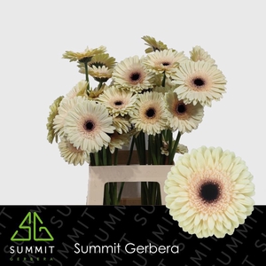 Gerbera Eclair Lang Gelijk 56cm Water x40