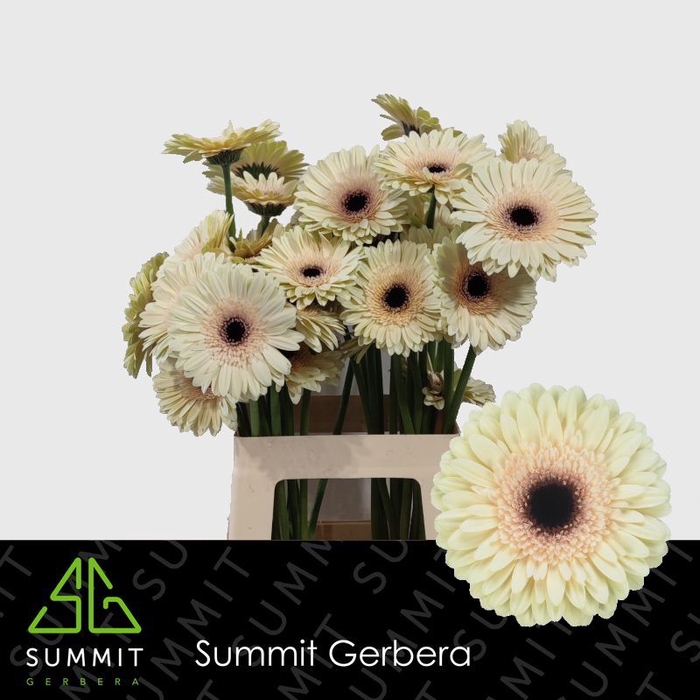 <h4>Gerbera Eclair Lang Gelijk 56cm Water x40</h4>