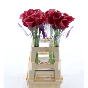 Calla Red Salsa