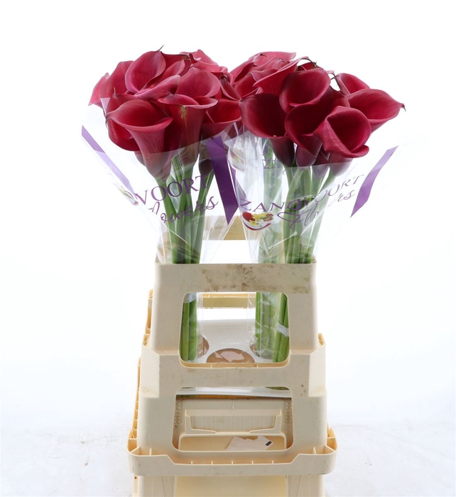 <h4>Calla Red Salsa</h4>