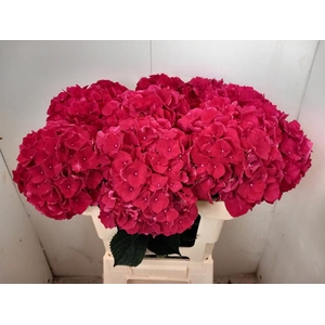 HYDR M MAG RUBYRED