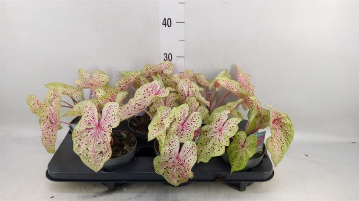 <h4>Caladium  'Miss Muffet'</h4>