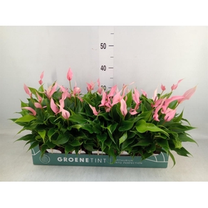 Anthurium andr. 'Lilli'