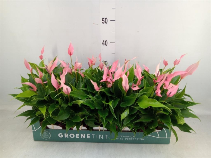 <h4>Anthurium andr. 'Lilli'</h4>