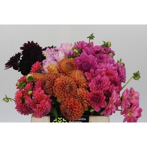 Dahlia Gemengd In Fust