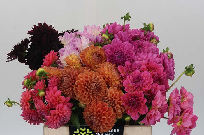 <h4>Dahlia Gemengd In Fust</h4>