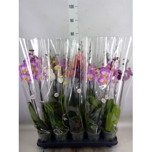 Phalaenopsis   ...mix