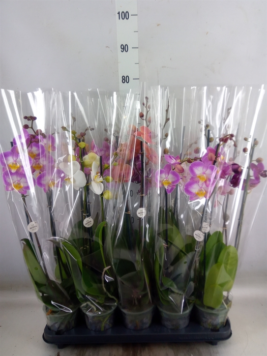 <h4>Phalaenopsis   ...mix</h4>