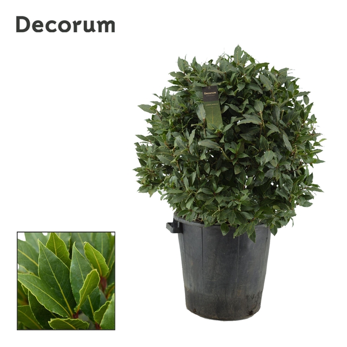 <h4>Laurus nobilis Bol zonder stam</h4>