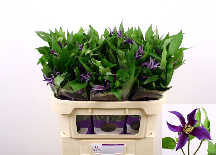 <h4>Clematis Amazing Oslo Marginpar</h4>