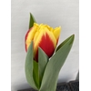 Tulipa Perugia