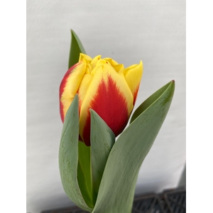 Tulipa Perugia