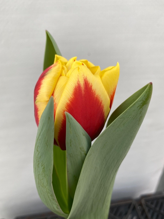 <h4>Tulipa Perugia</h4>