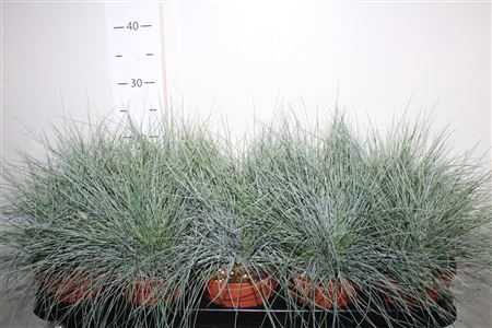 <h4>Fest Glauca</h4>