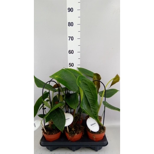 Anthurium   ...