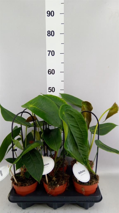<h4>Anthurium   ...</h4>