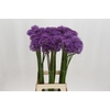 Allium Gladiator