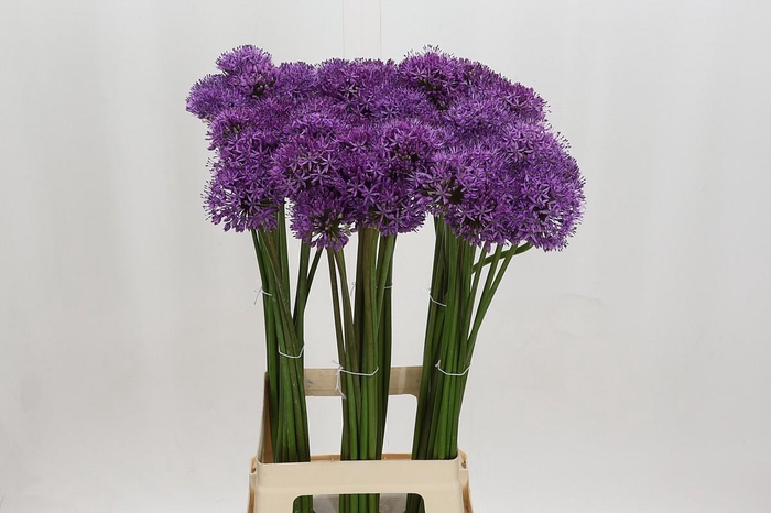 <h4>Allium Gladiator</h4>