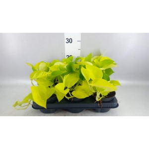 Epipremnum pinn. 'Golden Pothos'
