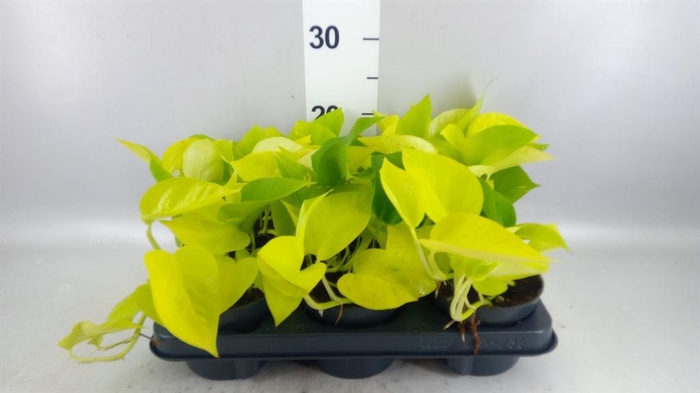 <h4>Epipremnum pinn. 'Golden Pothos'</h4>