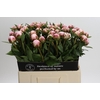 Paeonia Sarah Bernhardt