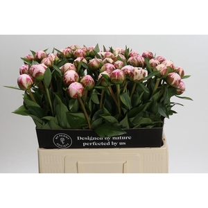 Paeonia Sarah Bernhardt