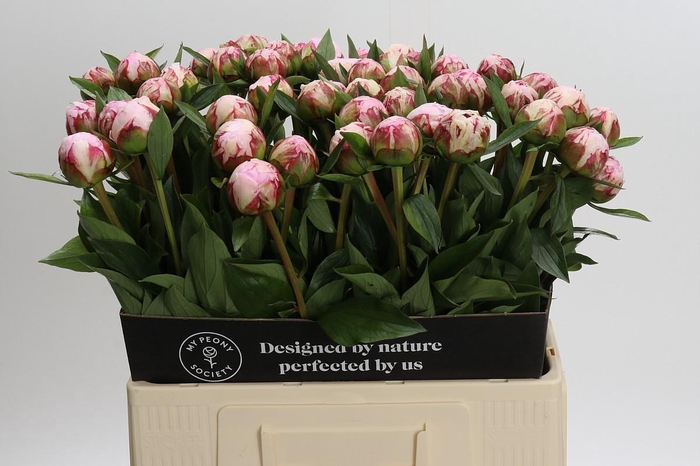 <h4>Paeonia Sarah Bernhardt</h4>