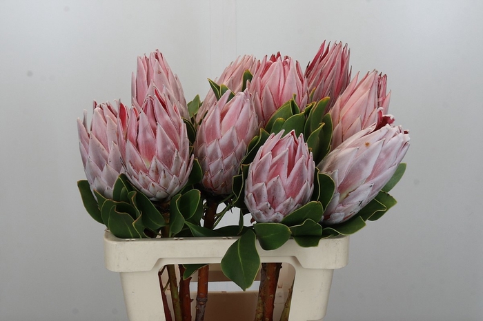 <h4>PROTEA CYNAROIDES</h4>