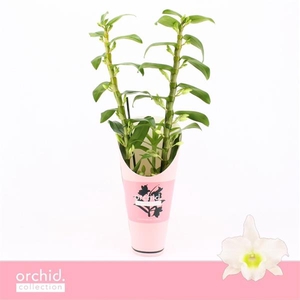 Dendrobium Nobilé, Apollon 2-spike 65+ cm 'Orchid Collection' Potcover