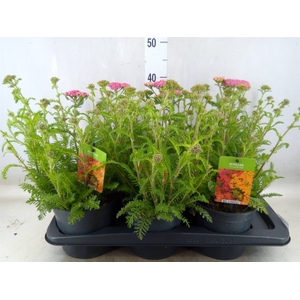 Achillea millef.