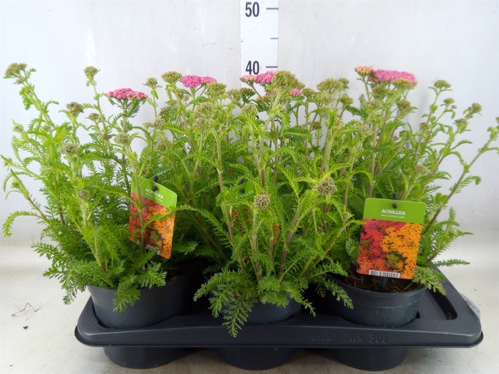 <h4>Achillea millef.</h4>