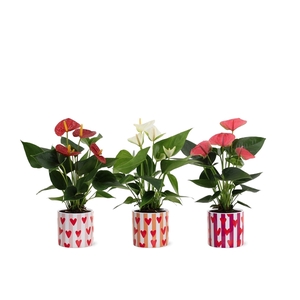 Anthurium 3 color mix in Noura ceramics