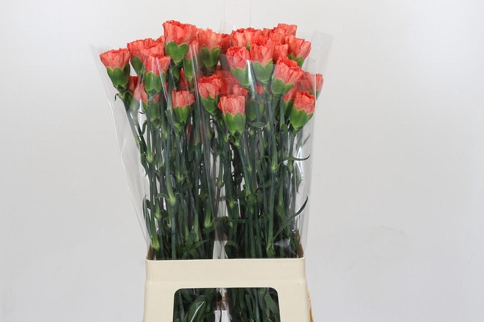 <h4>Dianthus St Arno</h4>