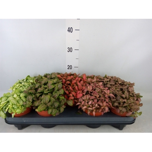 Fittonia   ...mix