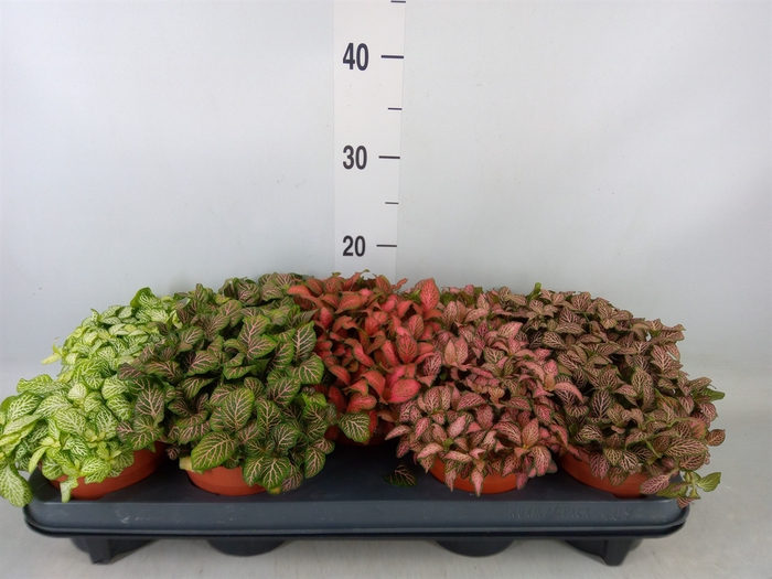 <h4>Fittonia   ...mix</h4>