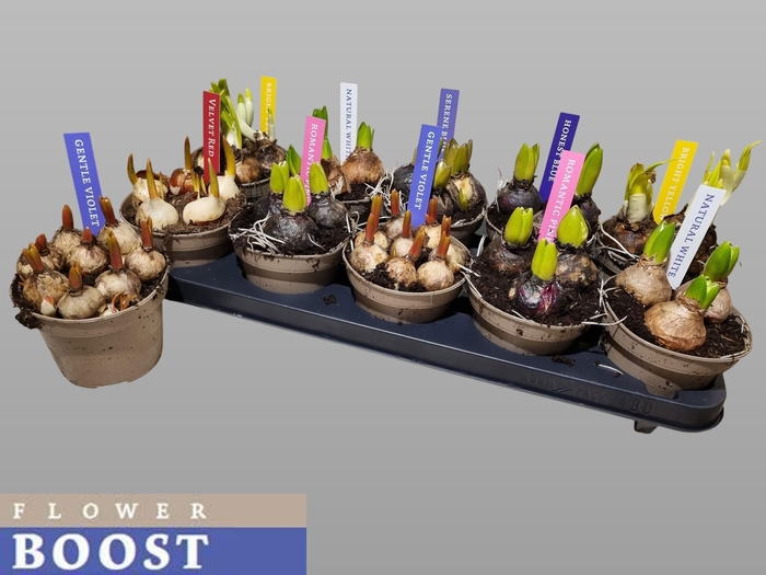 <h4>BOLBLOEMEN GEM</h4>