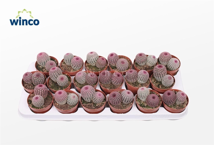 <h4>Echinocereus Rubrispinus (group)</h4>