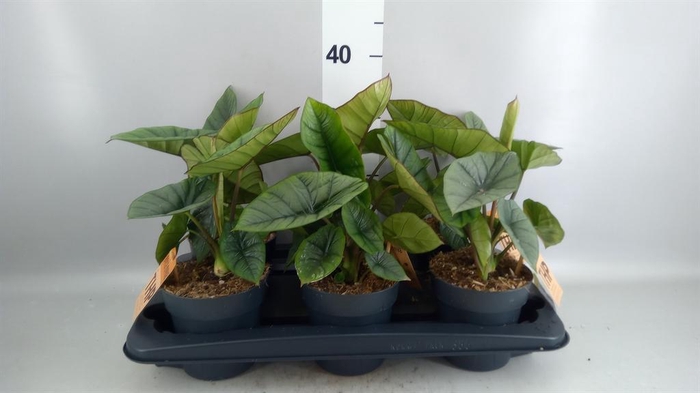 <h4>Alocasia  'Platinum'</h4>