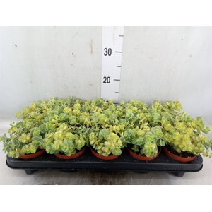 Sedum sieboldii 'Mediovariegatum'