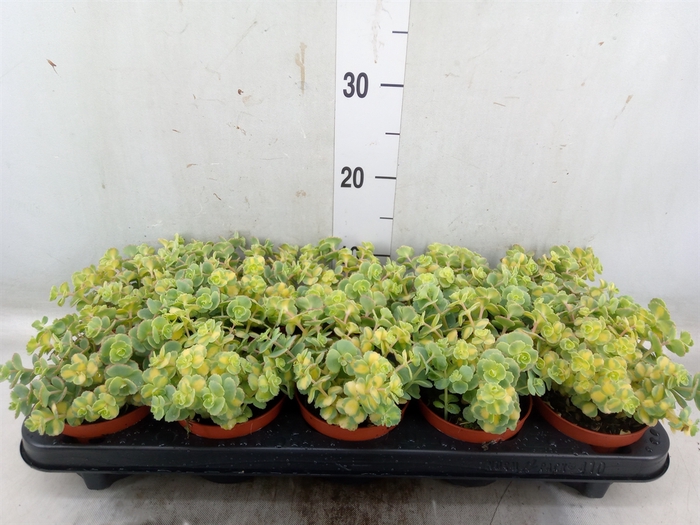<h4>Sedum sieboldii 'Mediovariegatum'</h4>