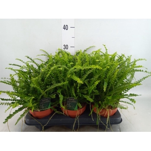 Nephrolepis cord. 'Duffii'
