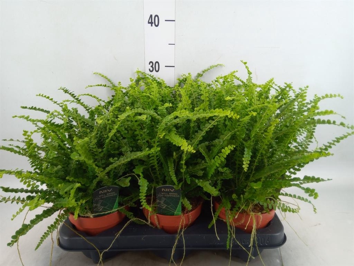 <h4>Nephrolepis cord. 'Duffii'</h4>