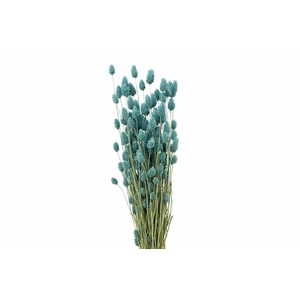 Dried Phalaris X5 Frosted L Blue Bunch