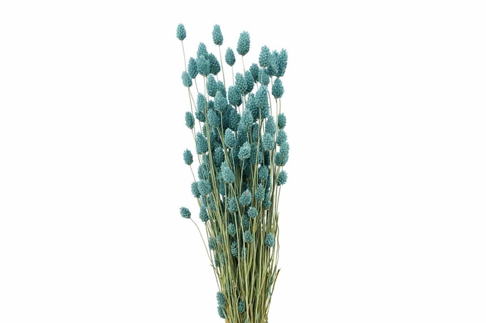 <h4>Dried Phalaris X5 Frosted L Blue Bunch</h4>