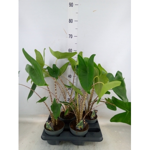 Alocasia zebrina