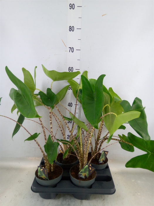 <h4>Alocasia zebrina</h4>