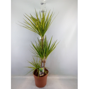 Dracaena marg. 'Sunray'